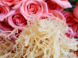 100% Wildcrafted Raw Irish Sea Moss 1 & 3 lbs Available! Email for Bulk prices!